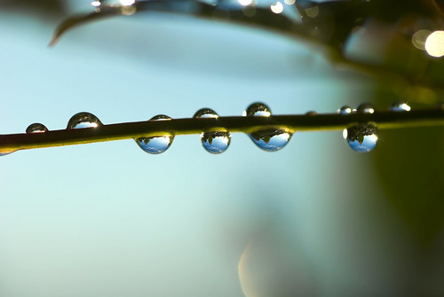macro water droplets branch greenbelt waterdrops nikond200 challenge07thirds worldswithinwaterdrops tamronf2890mmmacro