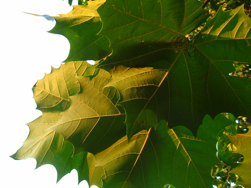 sunset macro green leaves sycamore