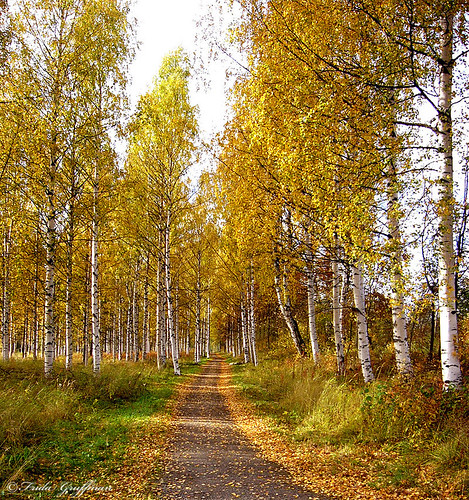 autumn fall colors yellow sweden path scandinavia birches norrland skellefteå västerbotten fridagruffman