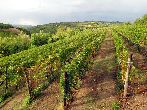 italy geotagged italia wine alba piemonte piedmont barbaresco barolo wein barbera piemont dolcetto geolat44587029 geolon8024697