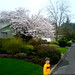 tree with blossoms on our walk   DSC00062