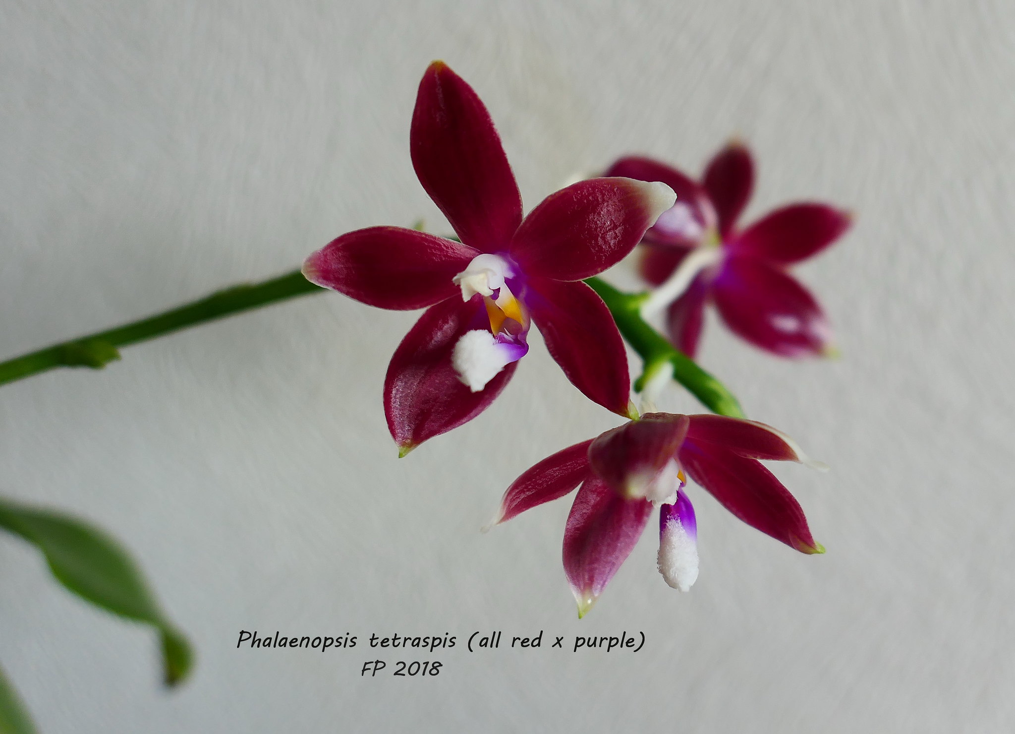 Phalaenopsis tetraspis (all red x purple) 29262111198_12a0a53c95_k