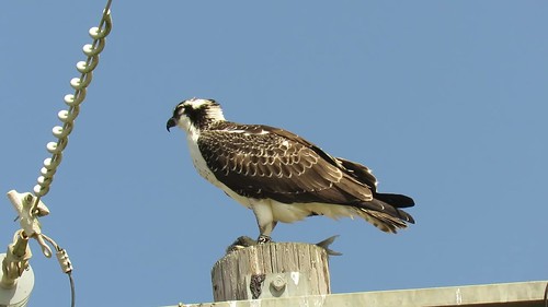 Osprey (Pandion haliaetus), Oso Flaco, CA