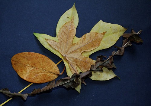 Hoya carnosa, Brachychiton acerifolia, Musa acuminata [Devinettes sénescentes] 42268108145_a04be7ce77