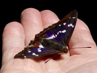 Purple emperor (male)