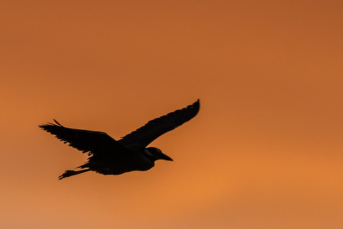 yellow yellowcrownednightheron heron sunrise sky orange flight flying oceancitynewjersey oceancity newjersey welcomecenter nature nikond500 nikon sigma150600sport sigma