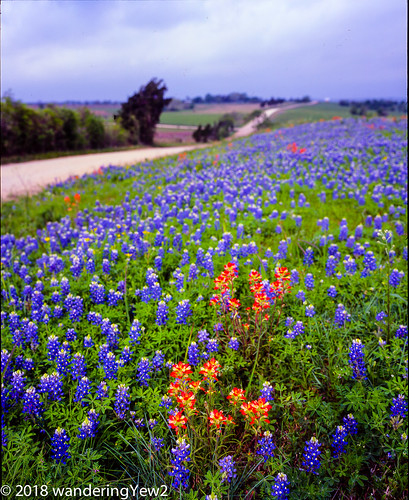 120 austincounty mamiya mamiya7ii texas texaswildflowers bluebonnet film filmscan flower indianpaintbrush mediumformat wildflower