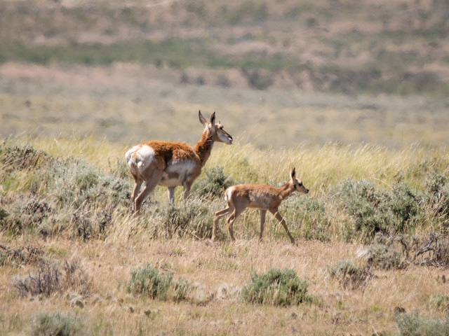 pronghorn and fawn