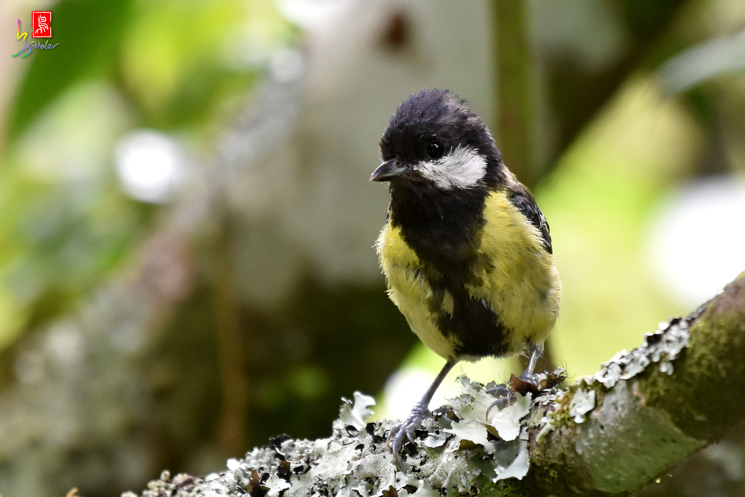 Green-backed_Tit_8814