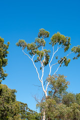 White gums and blue skies