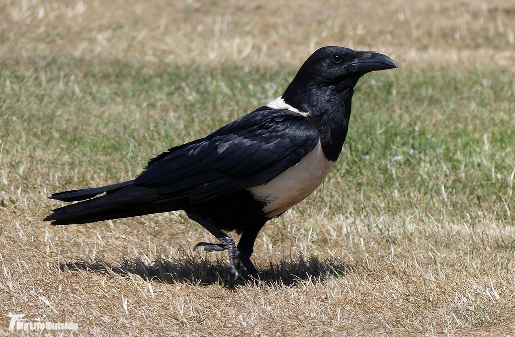 P1160071 - Pied Crow, Pembrokeshire