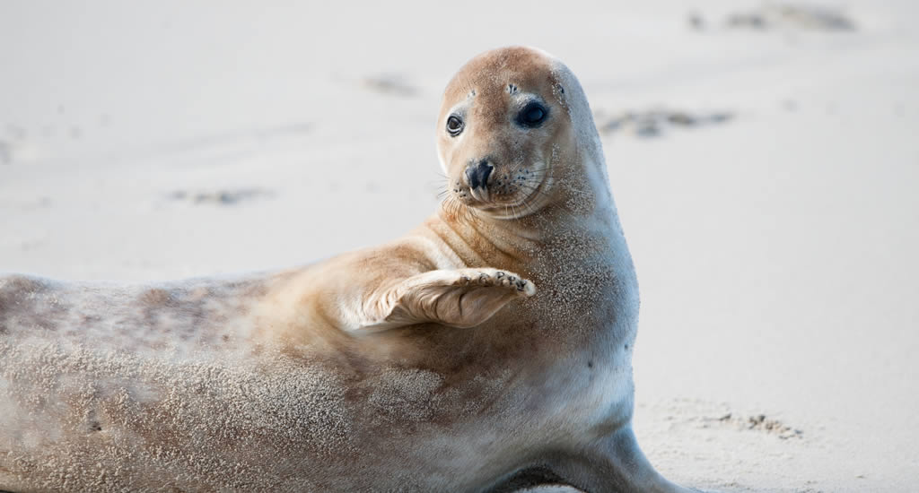 The Netherlands in summer, where to see seals in The Netherlands? | Your Dutch Guide