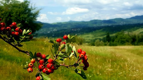 landscape mountainscranberry hills vacciniumvitisidaea merișor