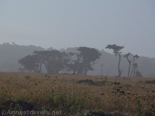 African-style trees near the access road to Manchester Beach State Park, California