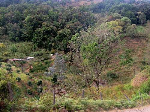árbol bosque cableado vegetación naturaleza caminata campo rural camino cercado montaña colina ladera pendiente paisaje verdor agricultura