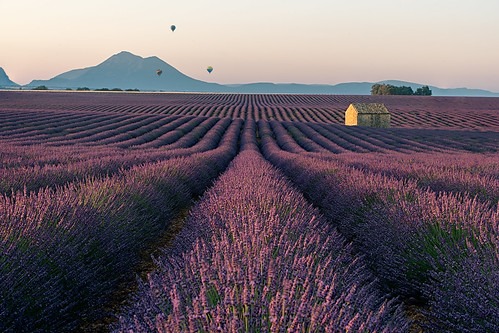 provenza flowers lavander valensole france morning sunrise hot air balloons field trees violet ruins summer