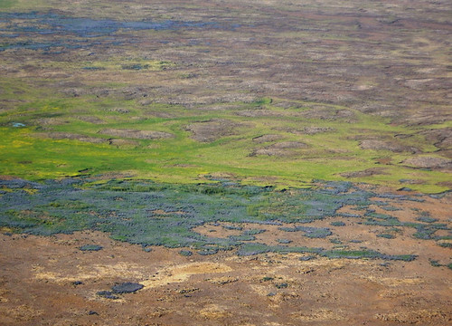 Aerial shot of a landform (with lupins) in Iceland