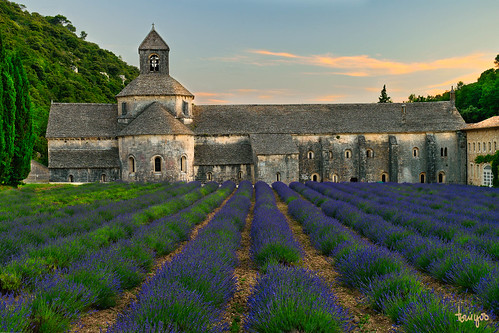 lavender lavanda valensole france flowers fields sunset sky