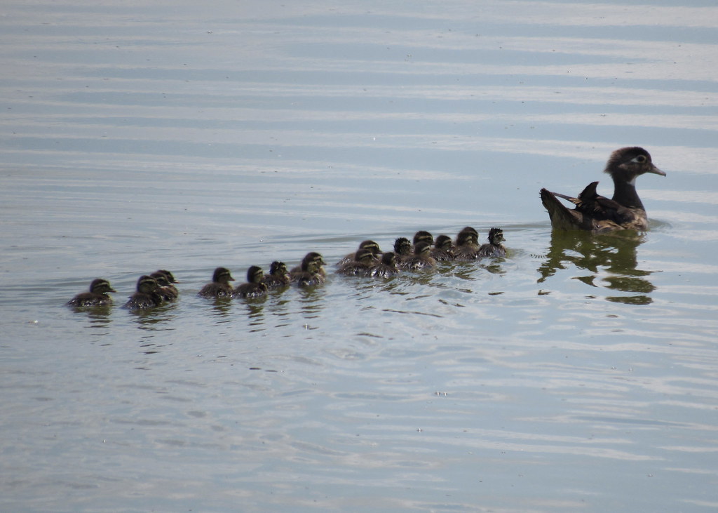 So Many Ducklings!