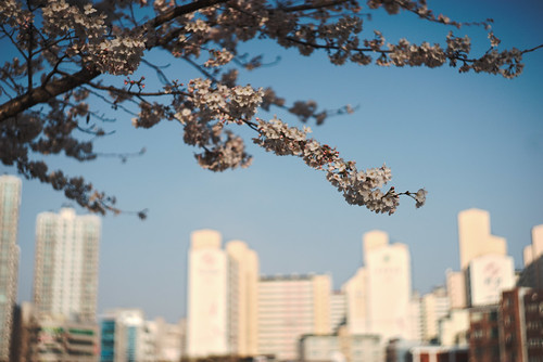 cherry blossom at Sincheondunchi - Helios 44-2 lens