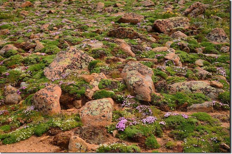 Tundra wildflower on the slope of Mount Flora