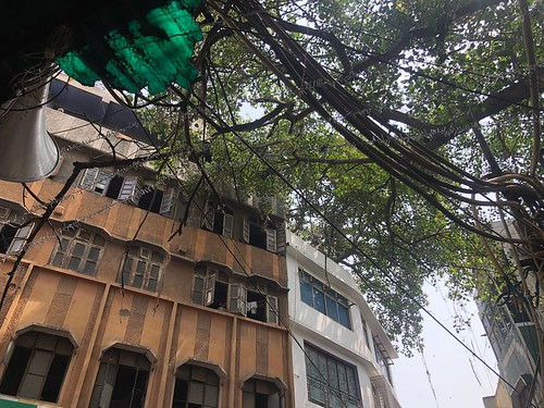 City Landmark - Peepal Tree, Tiraha Behram Khan