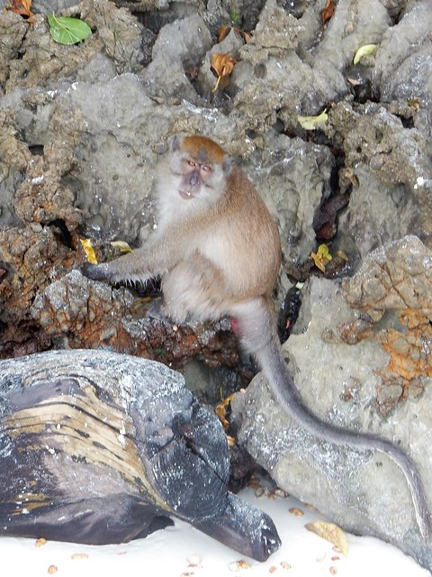 Islas Phi Phi: la archiconocida Maya Bay, monos, gatos y paisajes de infarto - TAILANDIA POR LIBRE: TEMPLOS, ISLAS Y PLAYAS (22)