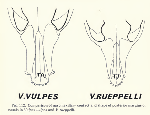 Comparative illustration of skulls of red fox (left) and Rüppell's fox (right): Note the more developed facial area of the former