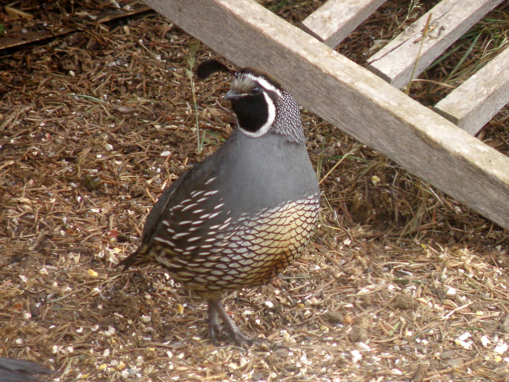 P5138795...california quail