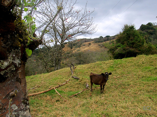 vaca animal campo rural vegetación naturaleza potrero bosque árboles colina montaña caminata ladera pendiente cableado cercado madera tronco