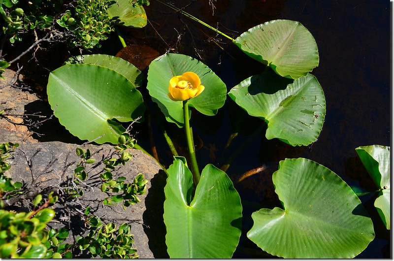 Yellow Water Lily (2)