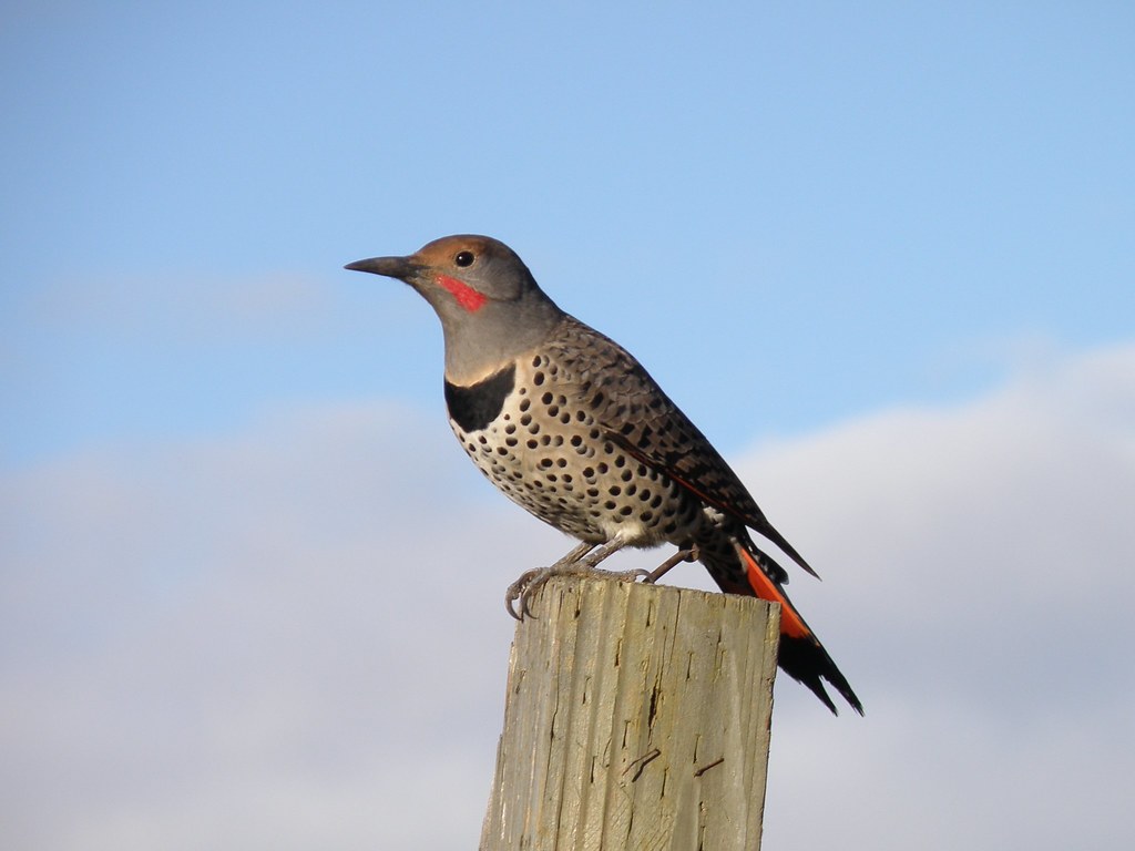 PA142744......Northern Flicker  red-shafted male