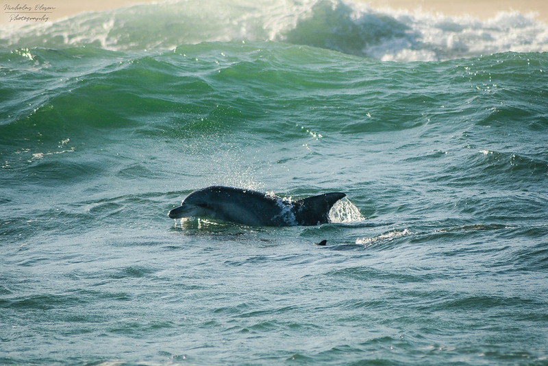 South Africa | Bottlenose Dolphin