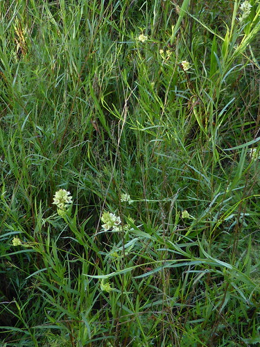 ludwigiasuffruiticosa shrubbyprimrosewillow