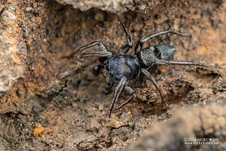 Jumping spider (Mexcala sp.) - DSC_5782