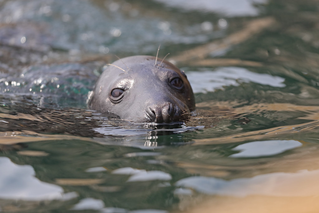 Common Seal   Phoca Vitulina
