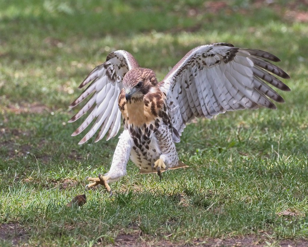 Tompkins red-tail fledgling playing with a piece of wood
