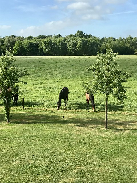 Paarden in weiland