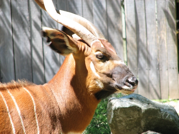 The side facial patination of an eastern bongo - Tragelaphus eurycerus isaaci at Louisville Zoo in Kentucky. Photo taken on May 23, 2006.