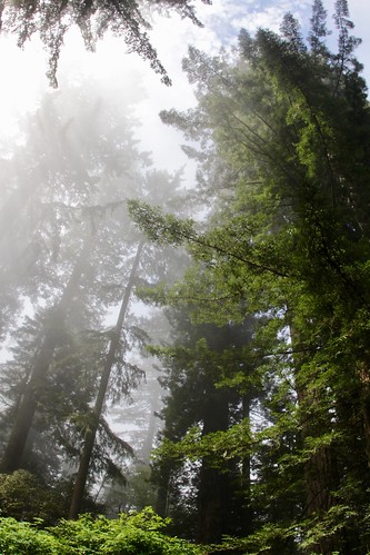 fog redwood forest tree