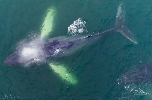 megapteranovaeangliae aerial aerialphoto dronephoto foggy mammal montereybay ocean pacific water whalewatching