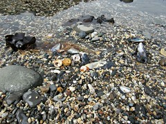 Shells at the tide pools