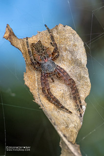 Tent web spider (Cyrtophora citricola) - DSC_6354b