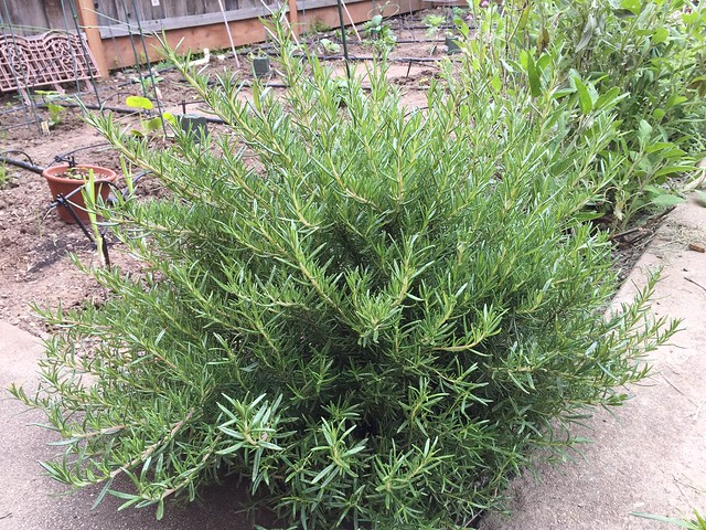 Rosemary - time to trim