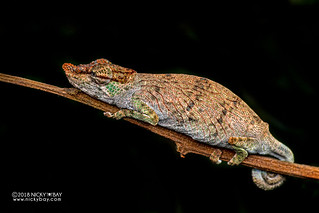Nose-horned chameleon (Calumma nasutum) - DSC_6667