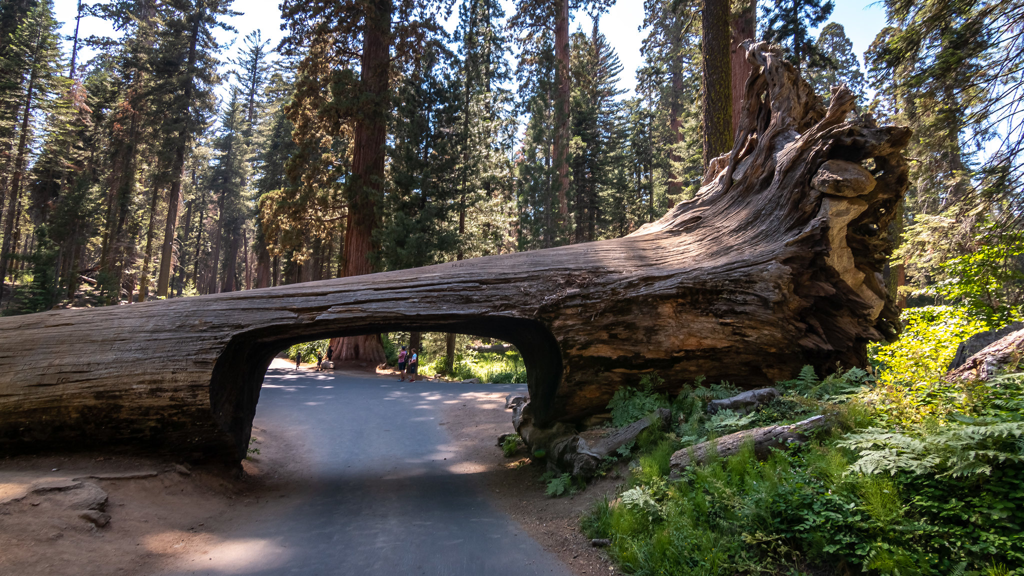 Sequoia NP- Californie - [USA]