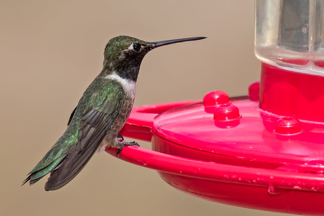 Black-chinned-Hummer-11-7D2-071318