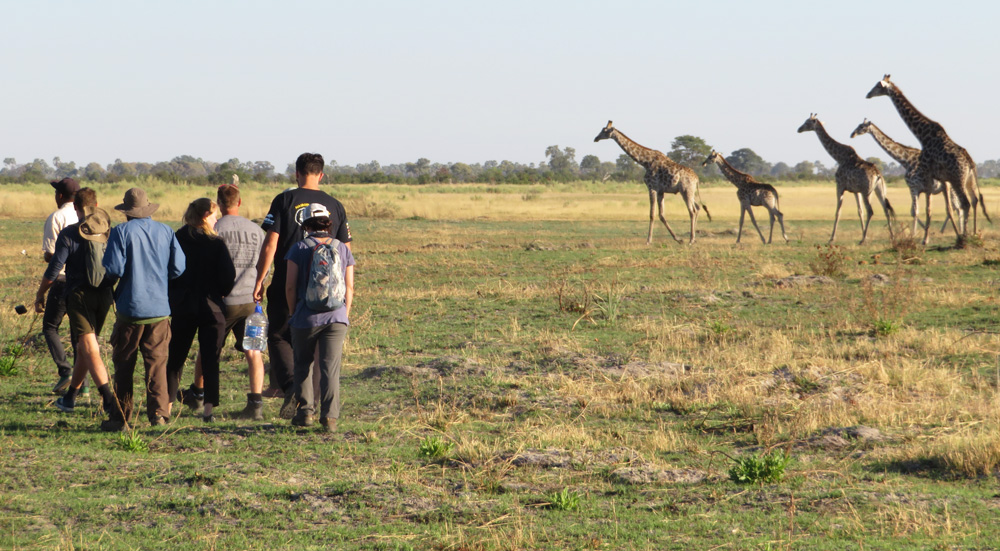 african safari animals - hiking giraffes