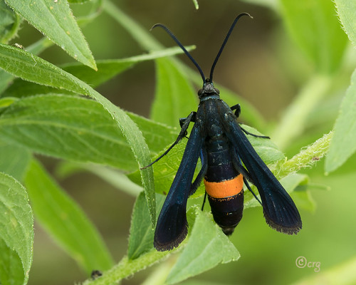 pennsylvania lycomingcounty moth synanthedonexitiosa peachtreeborer female