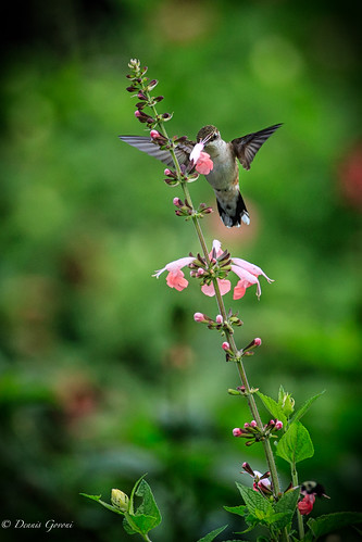 flower meadowlark virginia action background bird flight hummingbird sunrise wildlife vienna unitedstates us